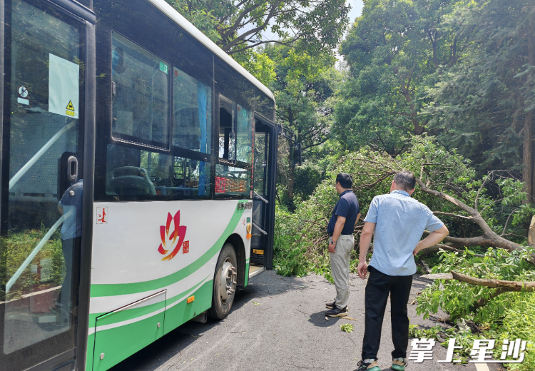 倒塌的大树挡住了公交行驶。均为安沙镇供图